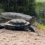 Schildkröte