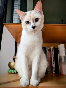 Katze