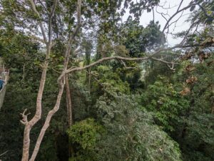 Canopy Walk