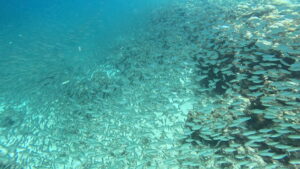 Sardinen
